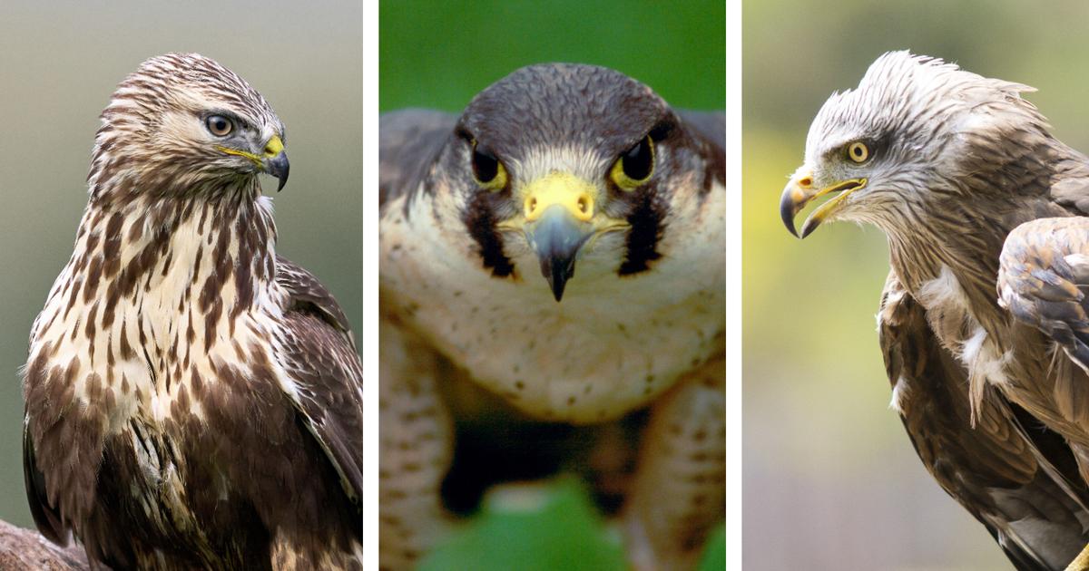 Aigle, faucon, buse : comment les différencier facilement ?