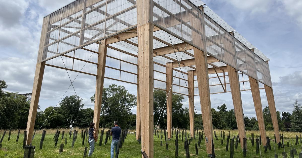 Une forêt sans pluie expérimentée près de Bordeaux pour mesurer l’adaptation des arbres au changement climatique