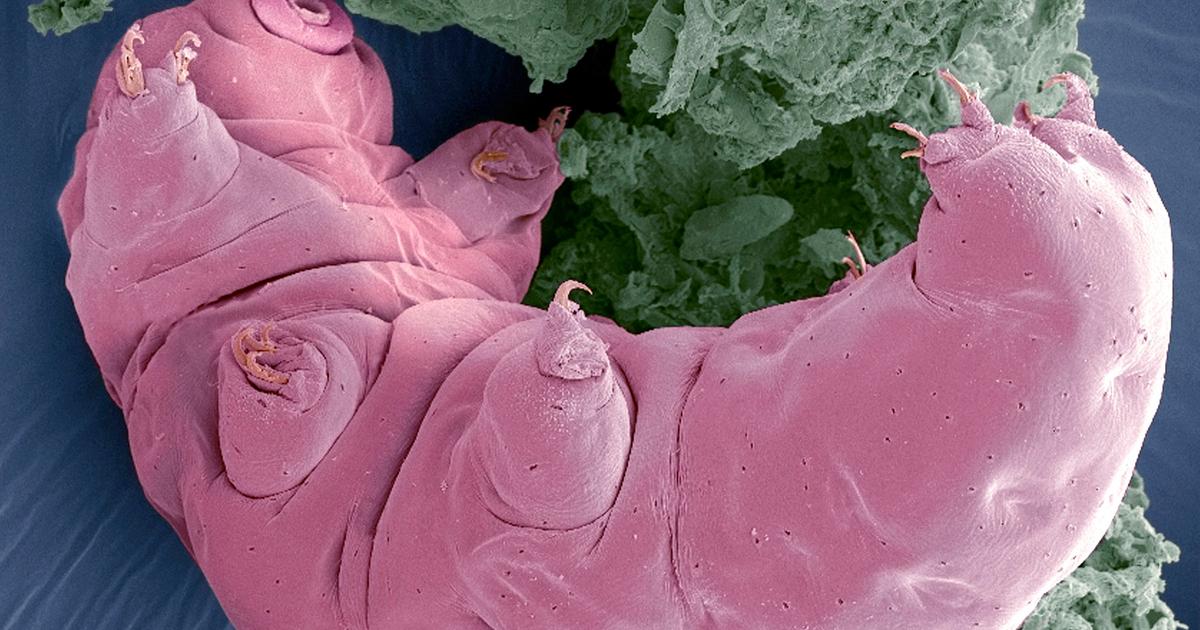 Het verbazingwekkende verhaal van de tardigrade die dacht dat hij een biet was