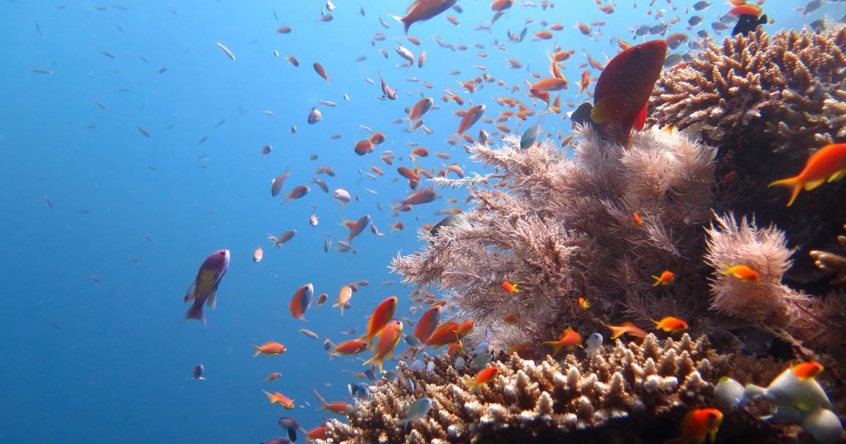 熱帯魚は健康であれば、自然と人間の幸福に同時に貢献します。