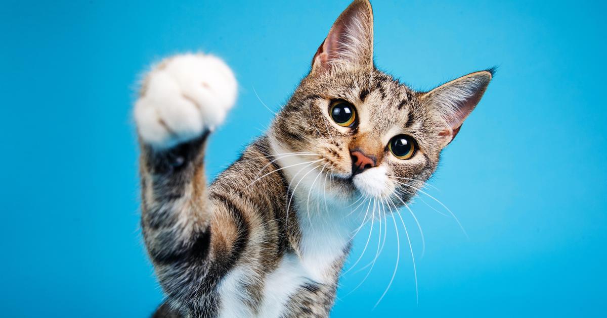 This French veterinarian was noted by the New York Times for his book on cats