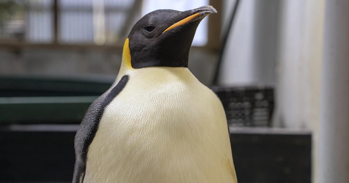 コウテイペンギンはどうやってオーストラリアにたどり着いたのでしょうか？