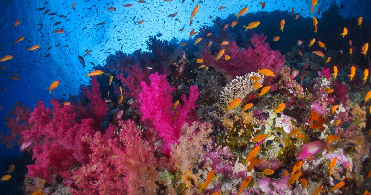 900種の温水サンゴのうちほぼ半数が絶滅の危機に瀕している
