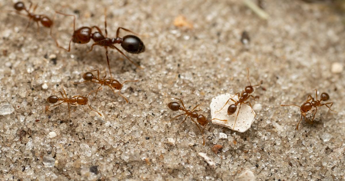 Var Un Deuxi me Foyer De Fourmis lectriques extr mement var-un-deuxi-me-foyer-de-fourmis-lectriques-extr-mement