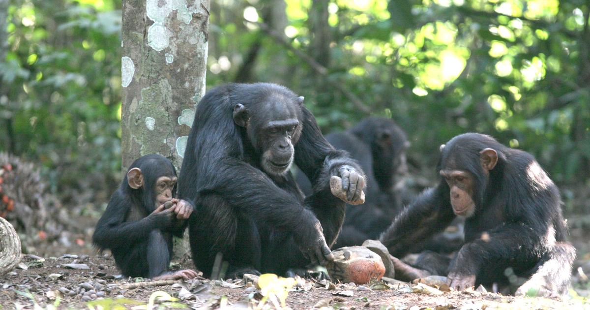 チンパンジーの最大のイノベーションは集団間の文化の伝達に依存している