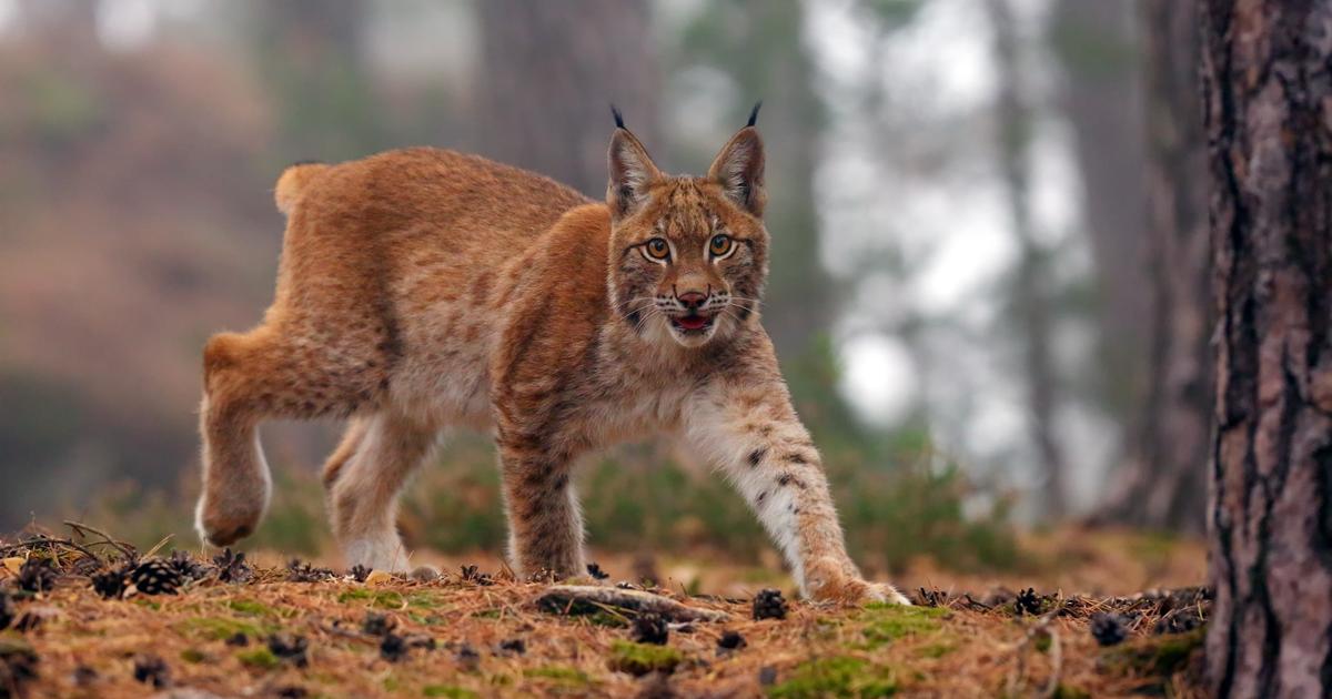 オオカミを撃つ権限を与えられた狩猟監視員が種を間違え、オオヤマネコ3頭を殺してしまう