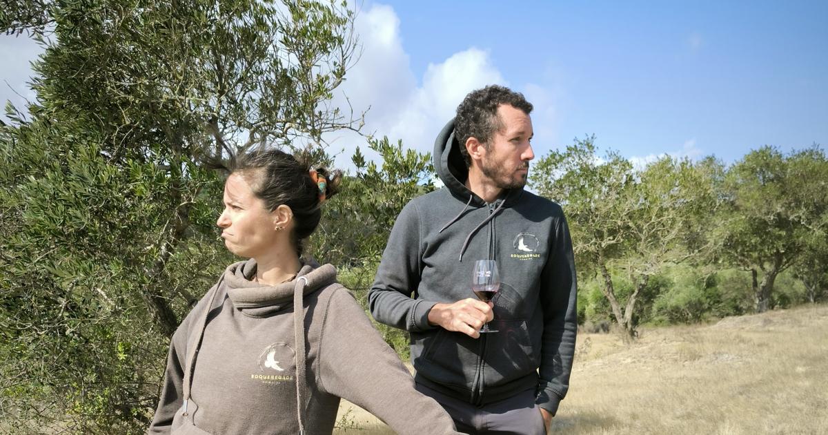 Délicieux, frais et pas chers : cette nouvelle génération des vins des Corbières prisée des amateurs