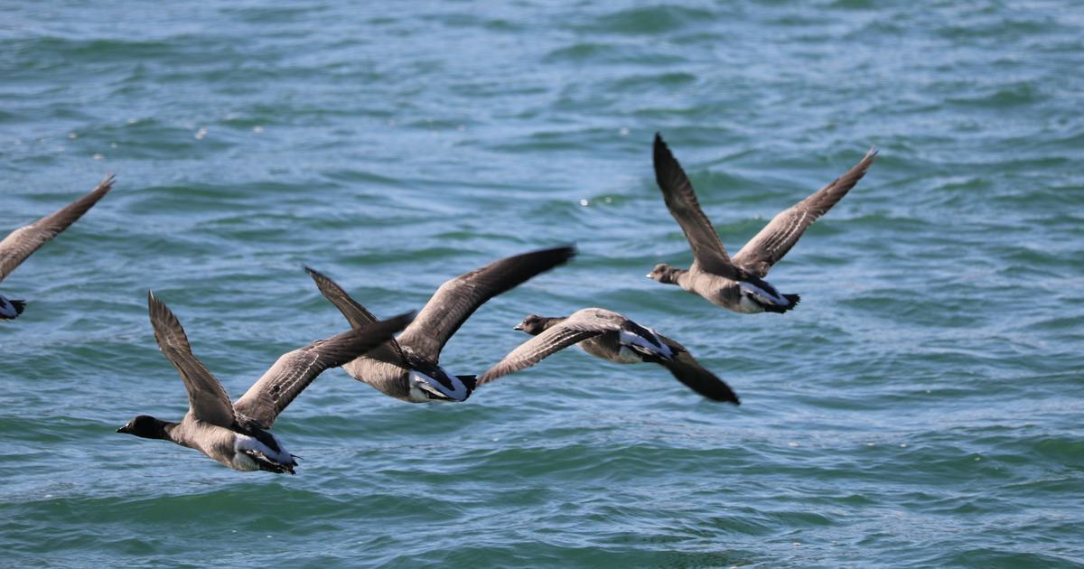ダンケルク沖の巨大風力タービンが100万羽の鳥の渡りに影響を及ぼす危険性