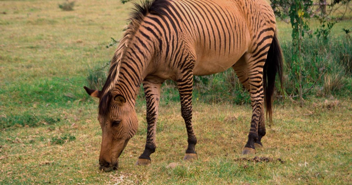 Le zorse, un animal fabuleux issu du croisement du zèbre et de la jument
