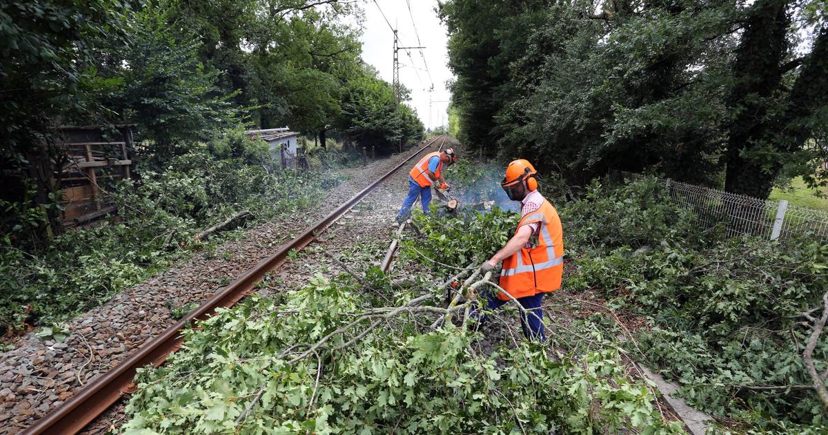 La végétation, ennemie en plein essor de la SNCF dans les Pays de la Loire