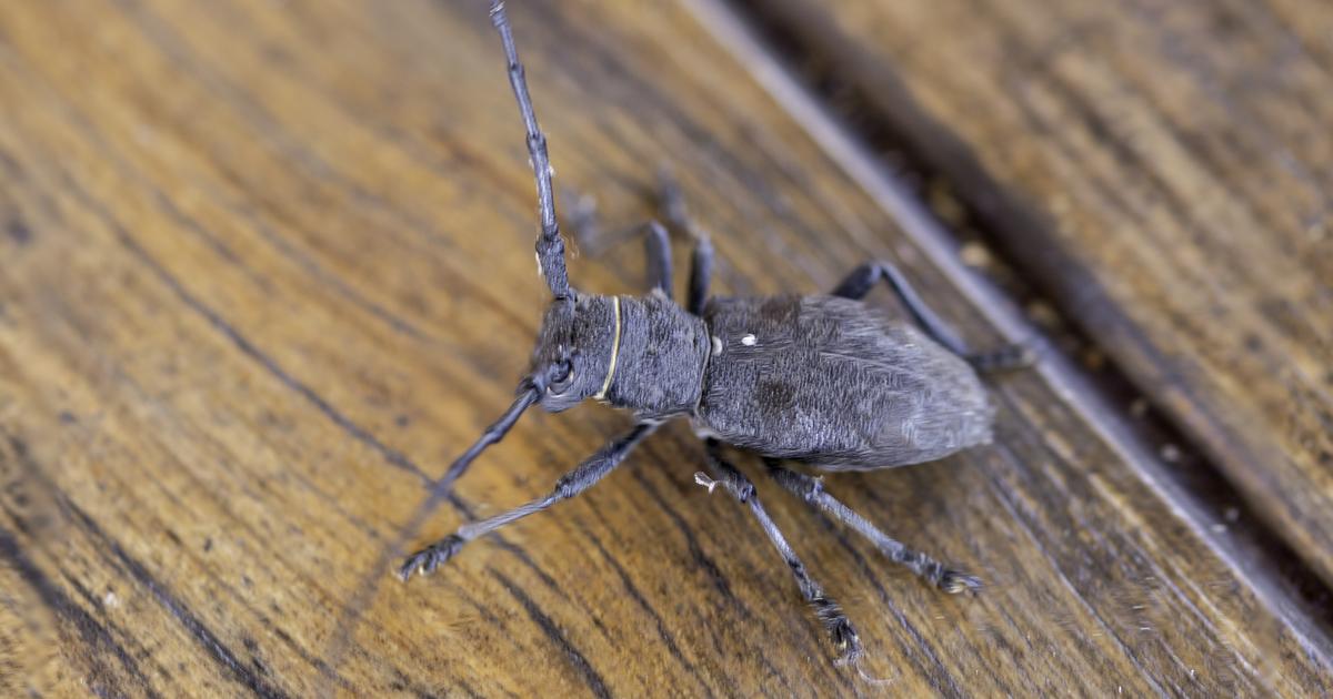 6 insectes volants indésirables qui envahissent nos maisons — free download