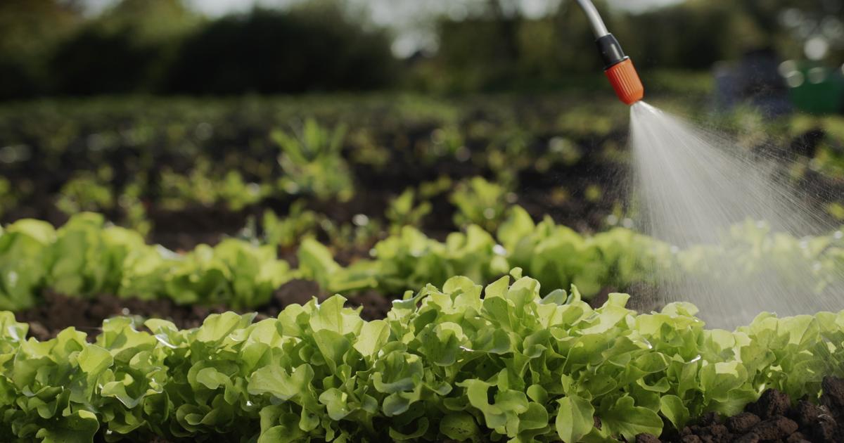 Pesticides : 62% des fruits et légumes non bio vendus en France contiennent des résidus dangereux