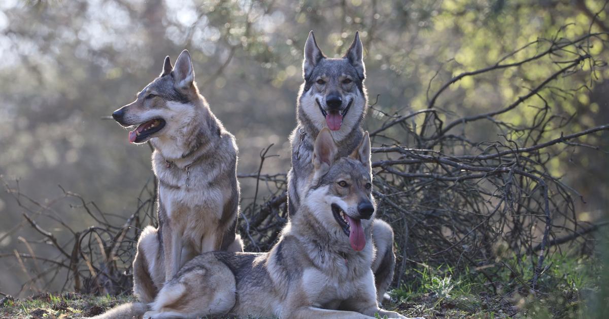 犬が完全にオオカミではなくなったが、まだ犬ではなかったとき