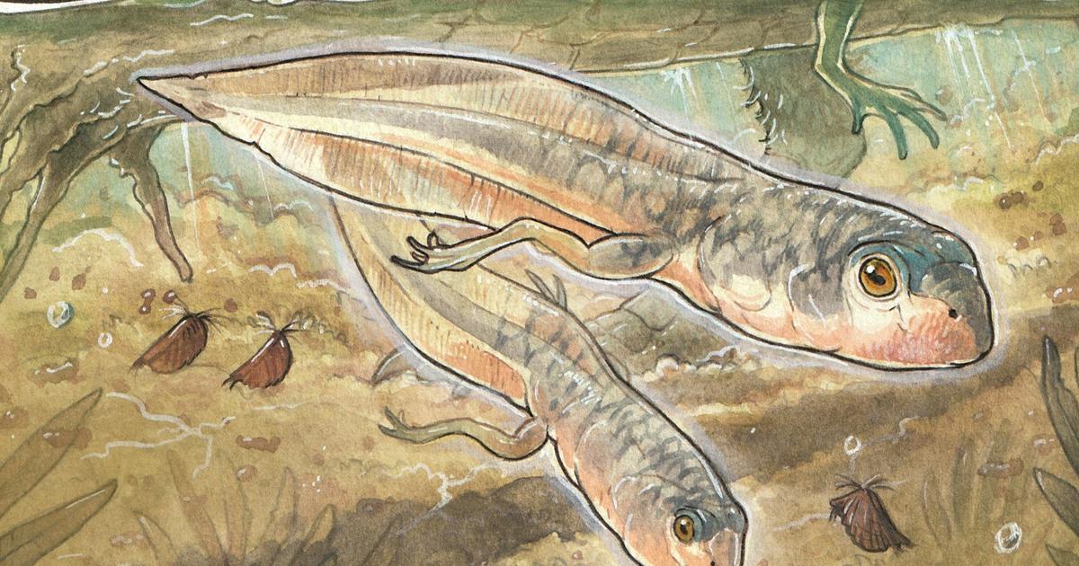 恐竜の時代のカエルのオタマジャクシ