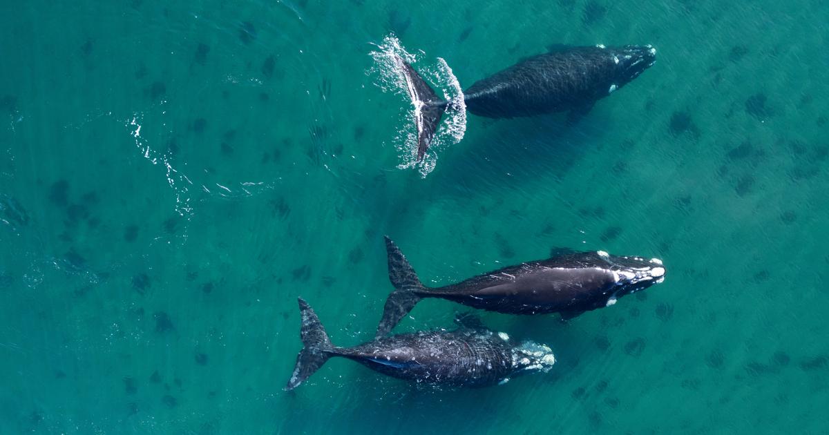長寿のチャンピオン、クジラ
