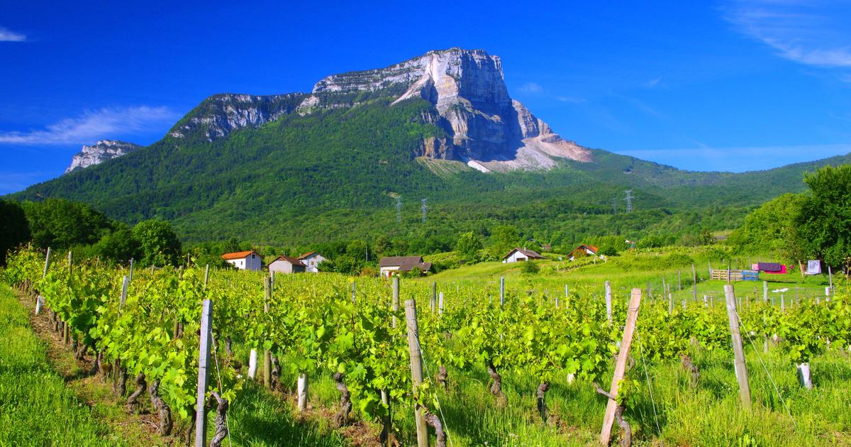 «La demande internationale pour les vins de Savoie est stratosphérique» : pourquoi les amateurs et experts misent tout sur ce petit vignoble encore méconnu