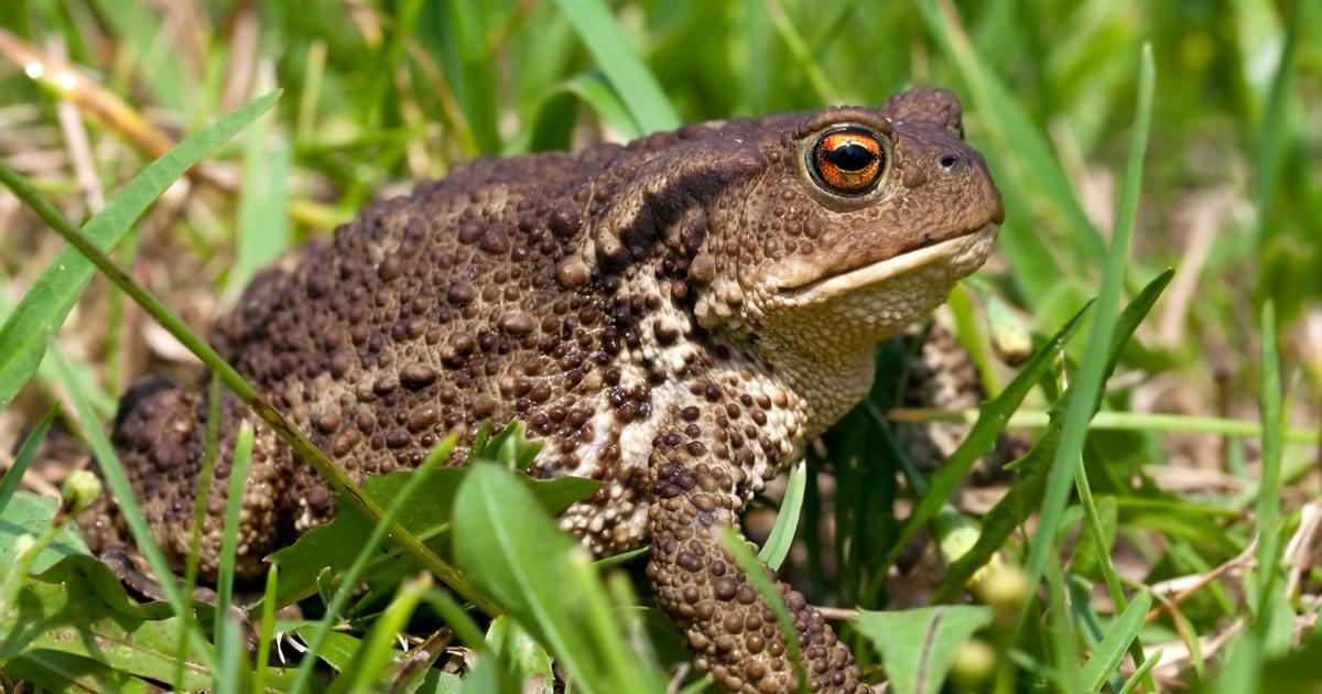 Crapaud Dans Le Jardin Signification Spirituelle