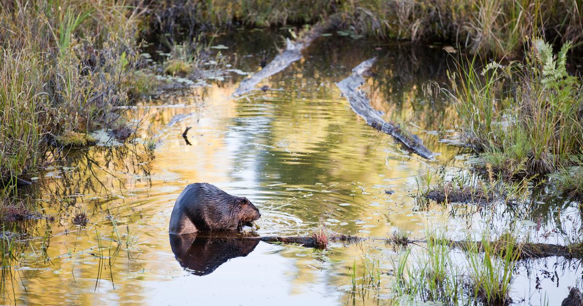 Un agriculteur poursuivi en justice pour avoir enlevé le barrage d’un castor qui inondait son champ