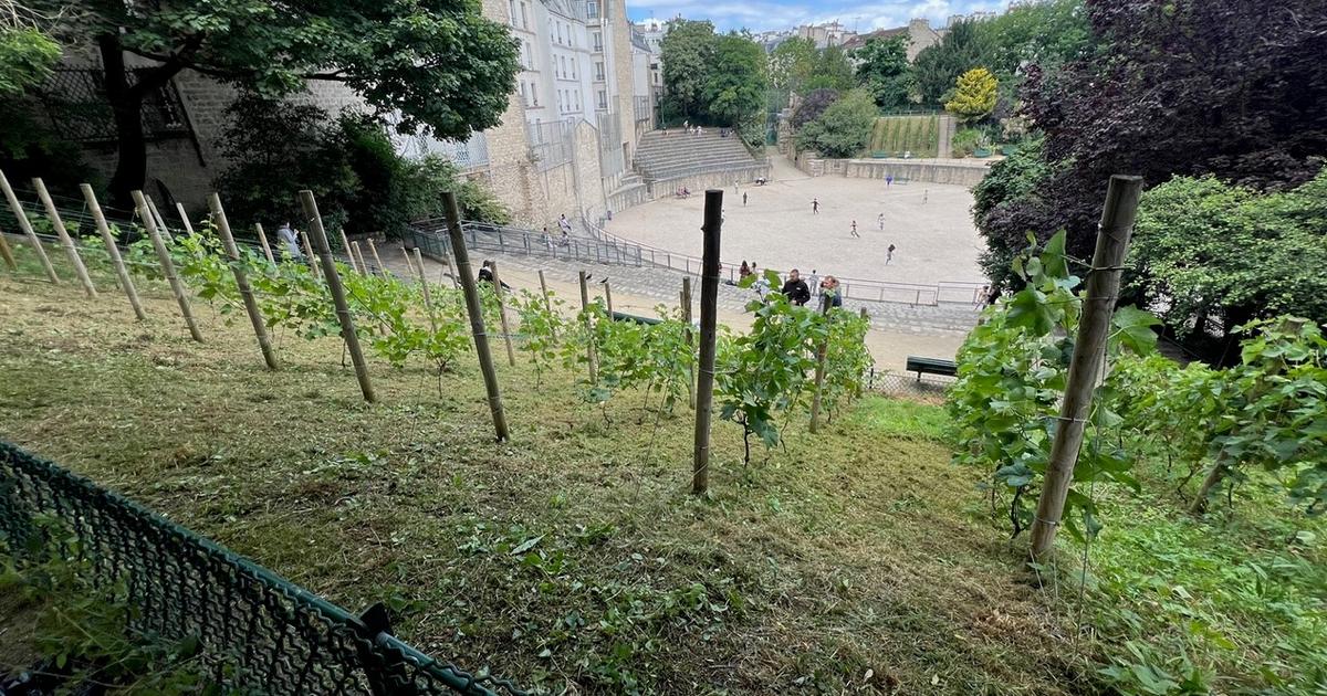 Le clos des arènes de Lutèce, le plus petit vignoble de Paris, va mettre en bouteille son vin pour la première fois