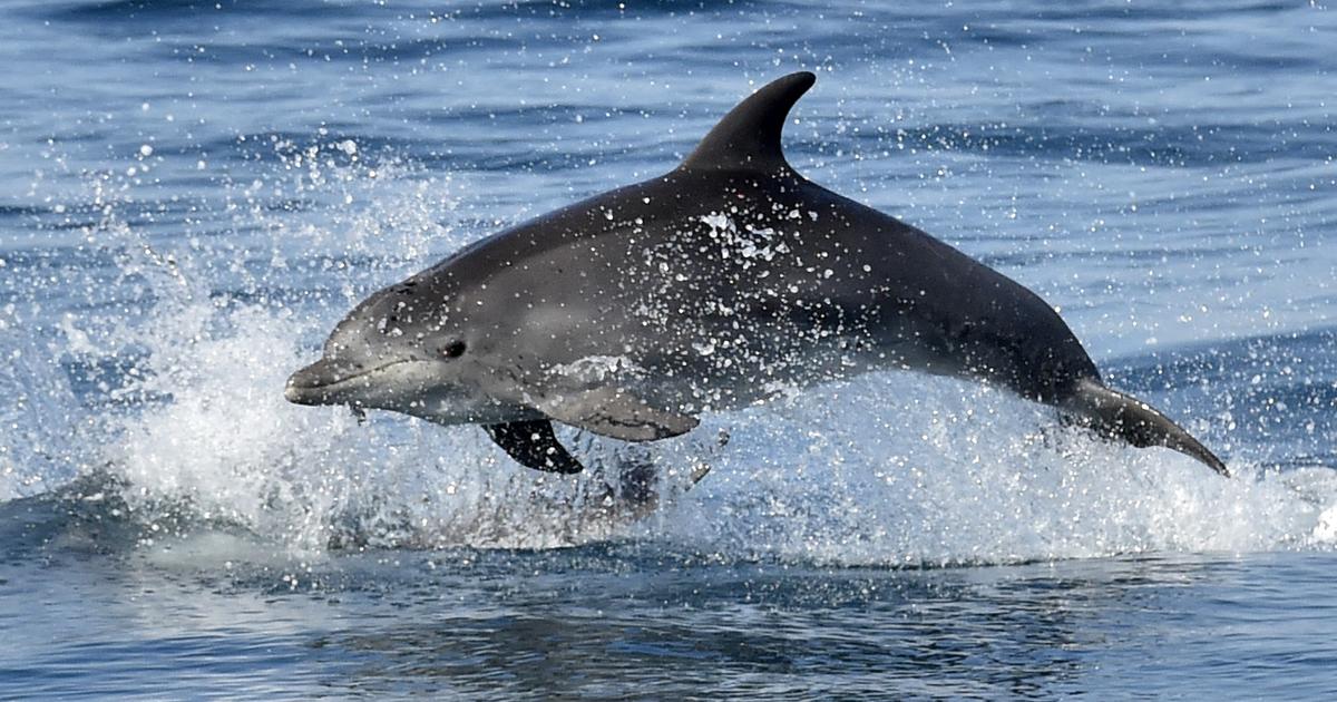 イルカ保護のためビスケー湾は再び禁漁となり、専門家らの不満が噴出