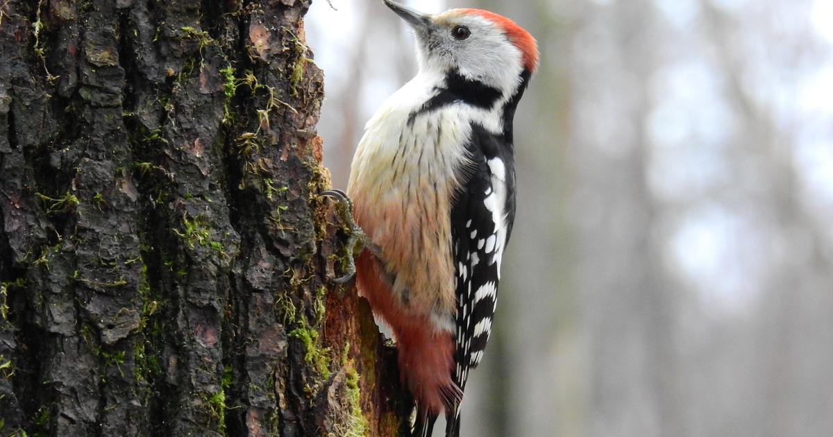 Quels sont les oiseaux grimpeurs ?