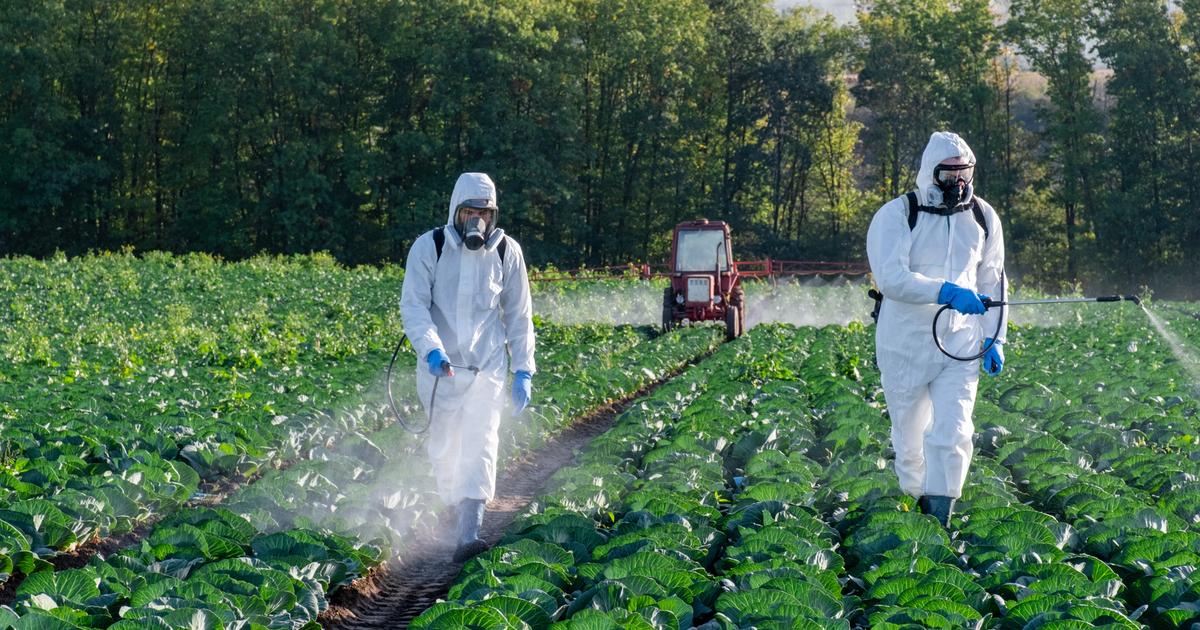 Agriculture : le Sénat vote pour la réintroduction, à titre dérogatoire, d’un pesticide interdit
