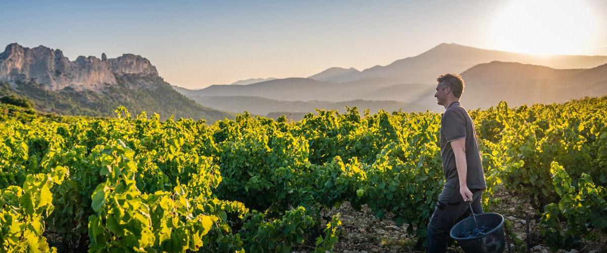 Confidentiels et encore abordables : ces 15 vignerons prodiges formés au sein des plus grands domaines de France