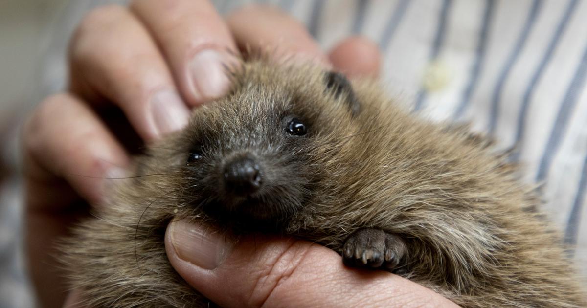 ハリネズミを救うためのオリジナルのイニシアチブ、衰退種