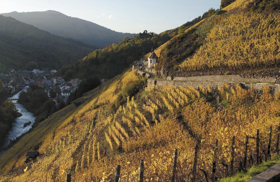 «Un laboratoire de la haute viticulture alsacienne» : trois domaines réputés font l’acquisition d’une parcelle en grand cru Rangen