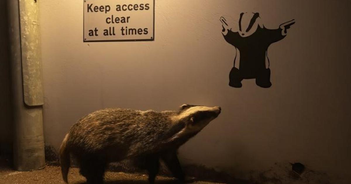 A badger, a fan of Banksy, wins the public prize from the Wildlife Photographer of the Year 2024