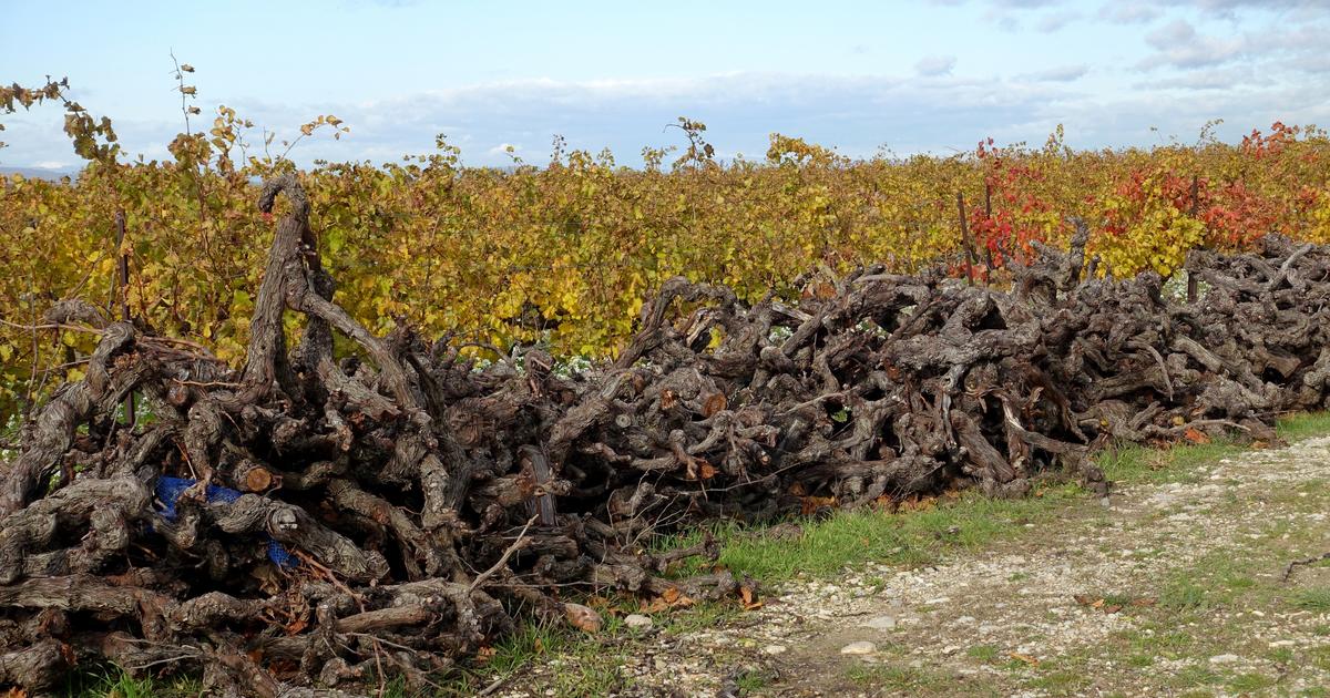 Dans l’Aude, l’émotion des vignerons contraints d’arracher leurs vignes