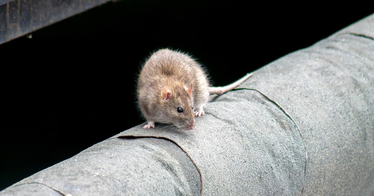 À Washington, il y a 390% de rats de plus qu’il y a 10 ans : une étude ...