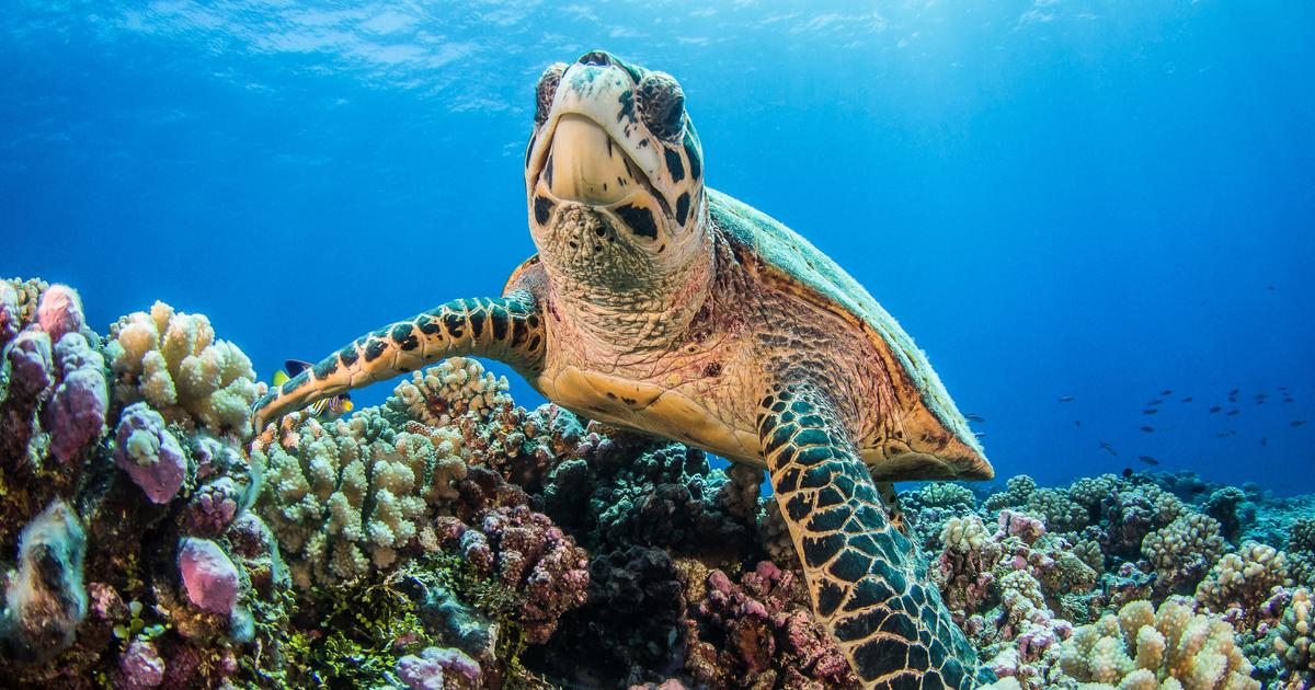 Trajet, mode de vie, comportement... Que se passe-t-il lors des premières années de vie des tortues marines