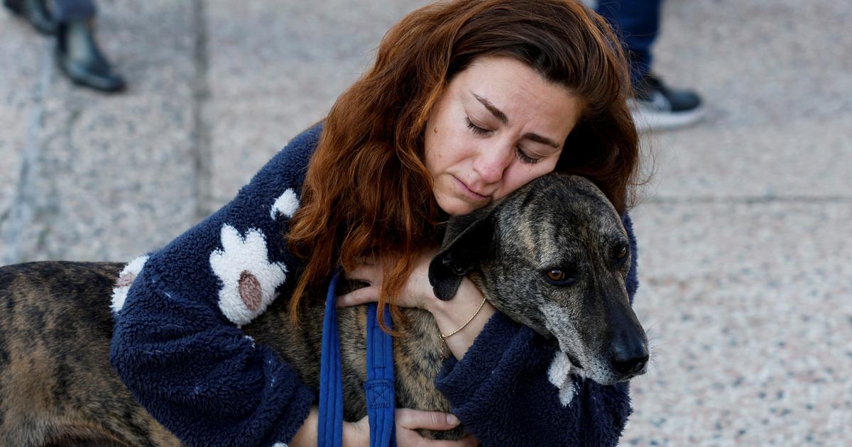«du poison dans des boulettes de viande» : des chiens victimes d’empoisonnement volontaire près de bordeaux
