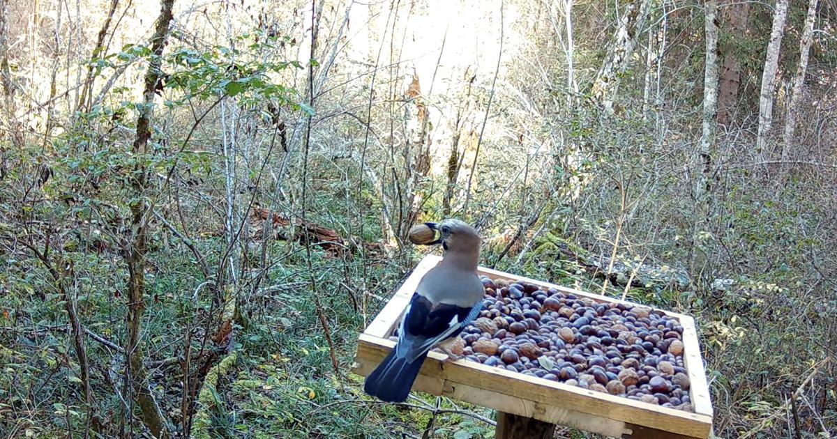 オークゲイ、森の再生における効果的な鳥