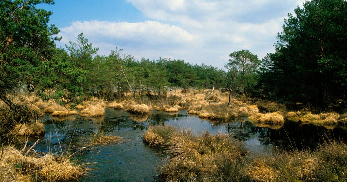 泥炭沼地、未知で不十分に保護されている気候のためのこれらの重要な領域