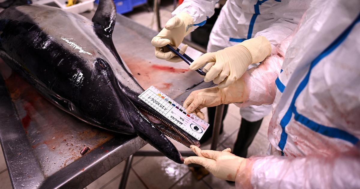 釣りの禁止にもかかわらず、なぜ大西洋沿岸で何百ものイルカが座礁しているのですか？
