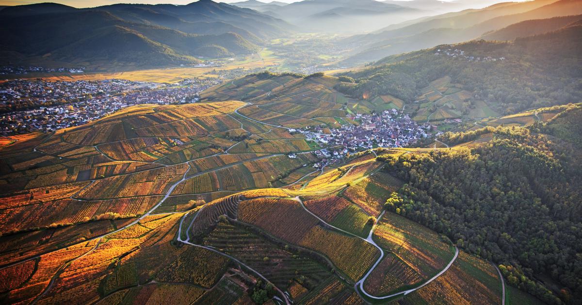 En Alsace, la fierté d’être le vignoble officiel de l’exposition universelle 2025 à Osaka