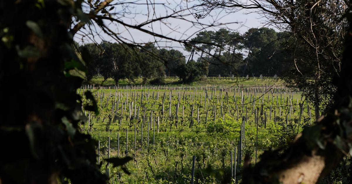 «La vigne peut enfin faire une pause» : pourquoi les forêts sont-elles (parfois) les meilleures alliées des vignerons ?