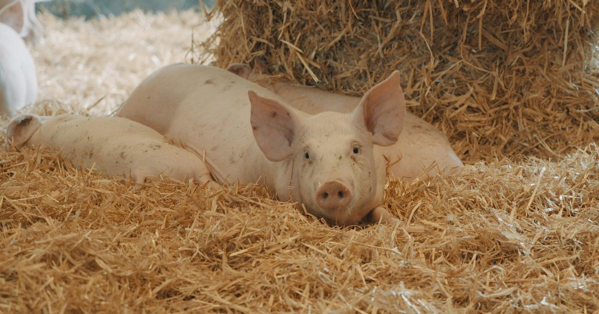 Sur la paille : les porcs de l’angoisse sur France 2