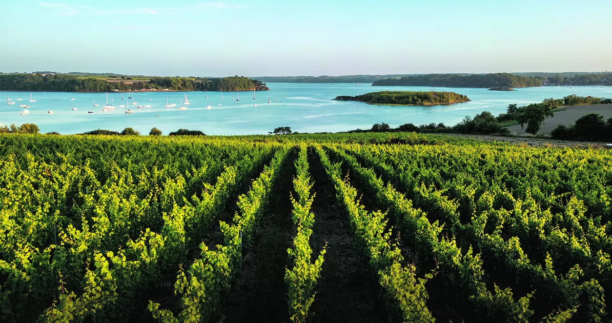«La Loire-Atlantique ne fait pas partie de nos revendications» : en Bretagne, le projet d’une appellation viticole fait naître des crispations
