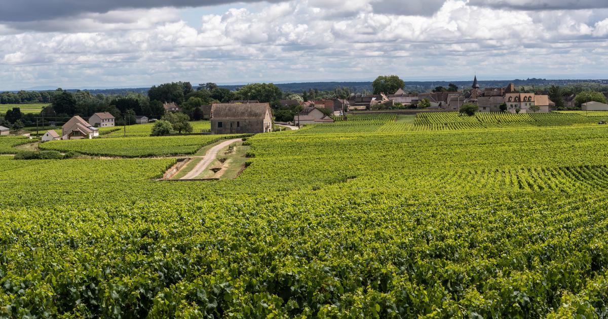 La Bourgogne révèle son millésime 2023, que valent les vins ?