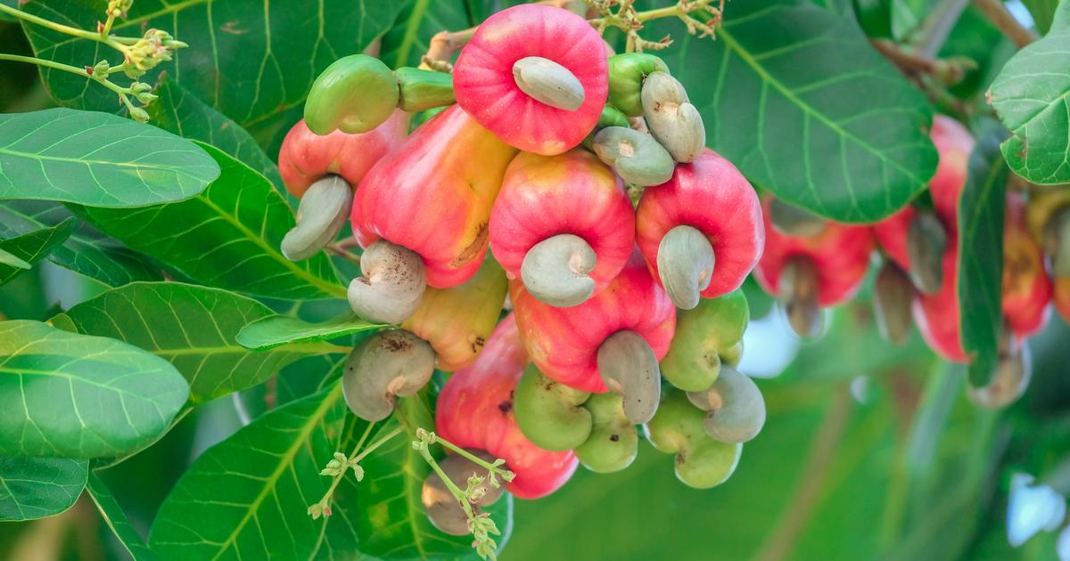 L’anacardier : l’arbre qui vous donnera des noix de cajou