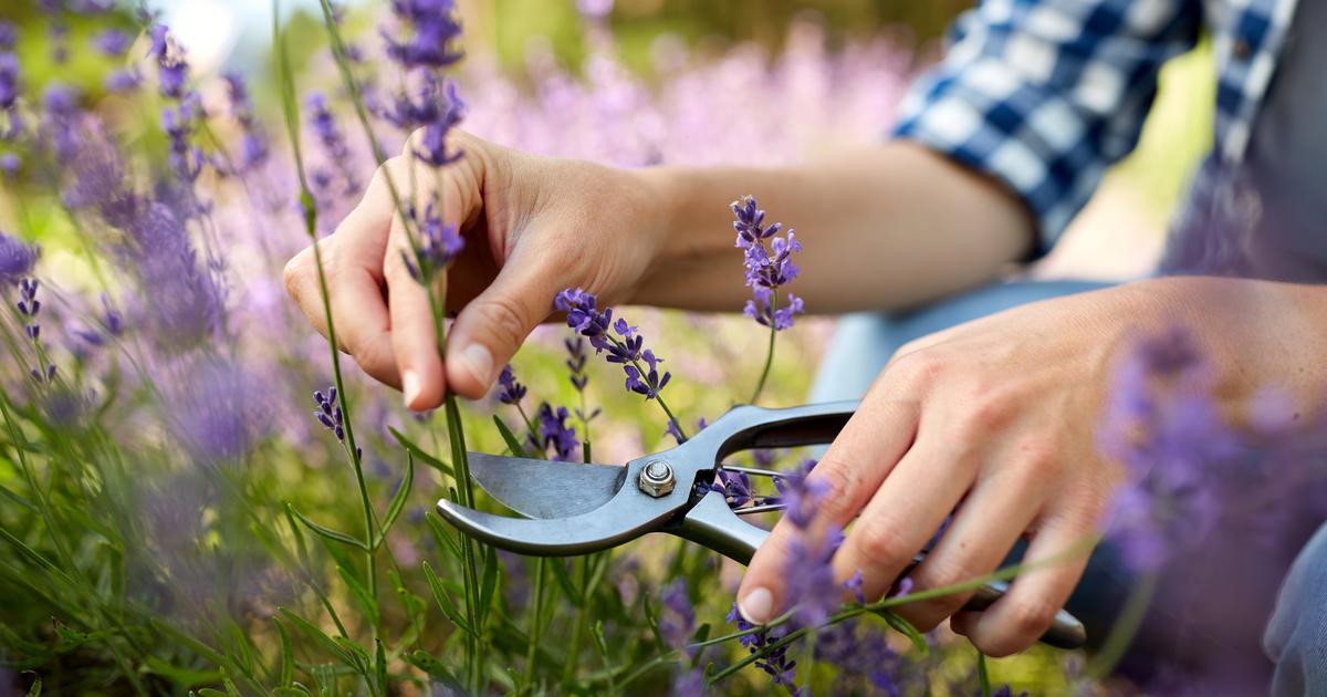 Comment créer de nouveaux plants de lavande grâce au bouturage ?
