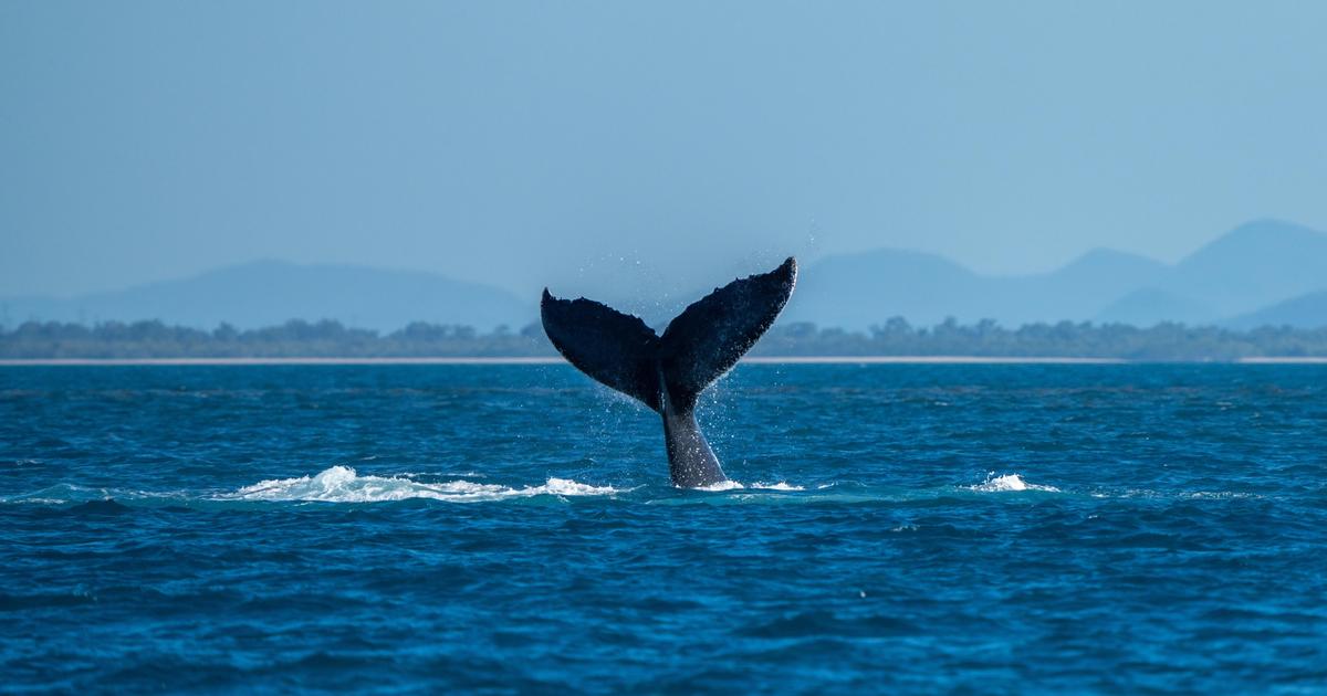 オルカから逃げるクジラは、自分自身を「聞き取れない」ことを学んだ