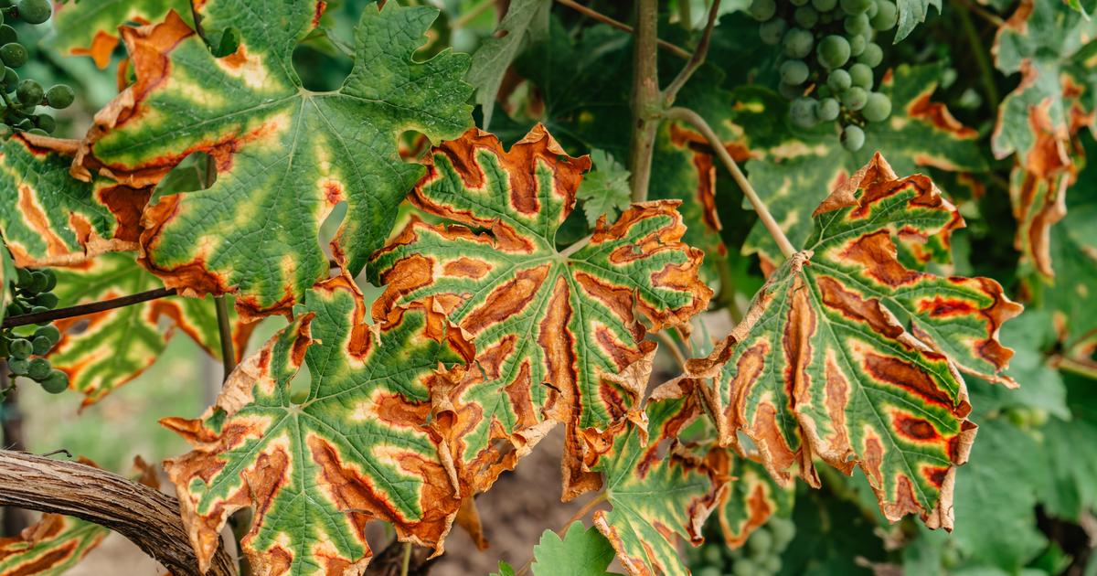 Une loi a été votée pour mieux contrer la flavescence dorée, une maladie grave de la vigne