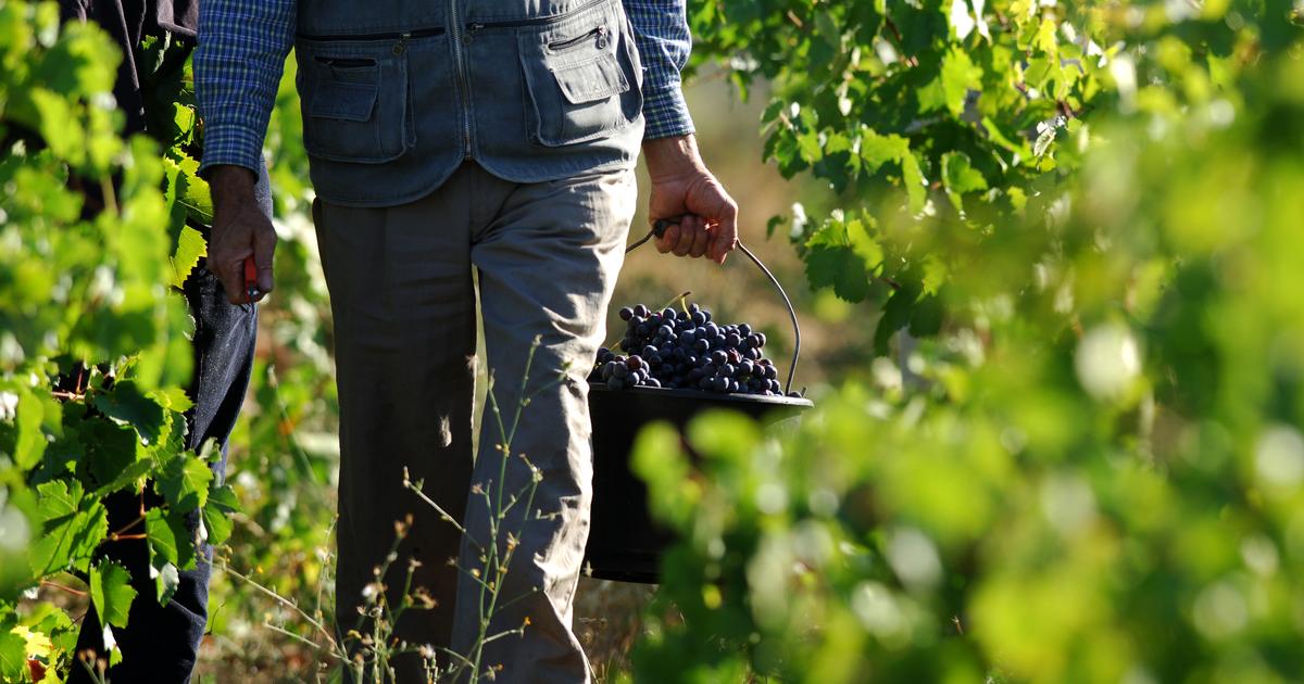 «Ma notoriété fait penser que je gagne une fortune» : aujourd’hui, combien gagne vraiment un vigneron en France ?
