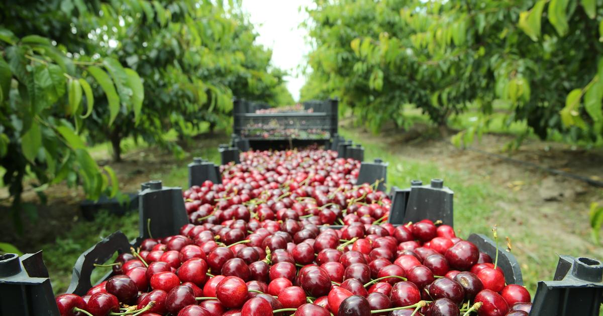 Printemps : les fruits qui marquent la saison