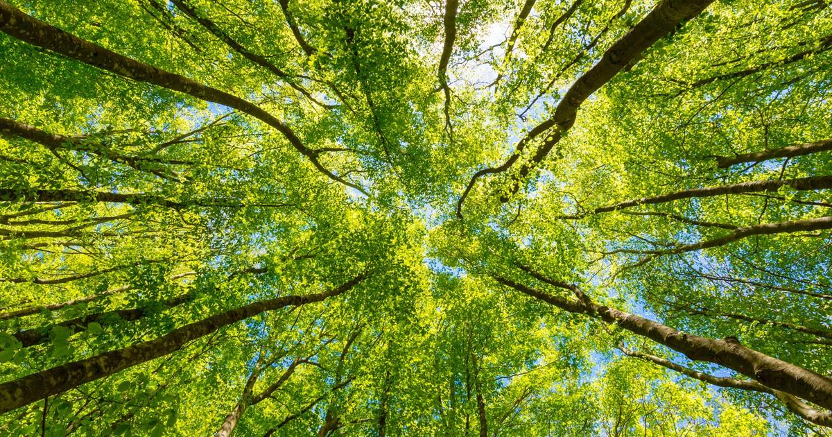 Nature Images Ease Pain