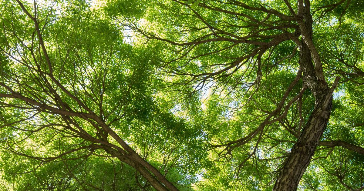 Comment les chercheurs ont-ils fait renaître les ormes en France ?